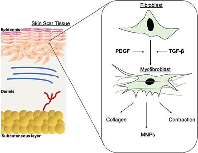 Electrospun Biomaterials in the Treatment and Prevention of Scars in Skin Wound Healing